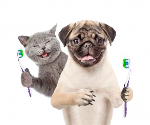 odonto_veterinara